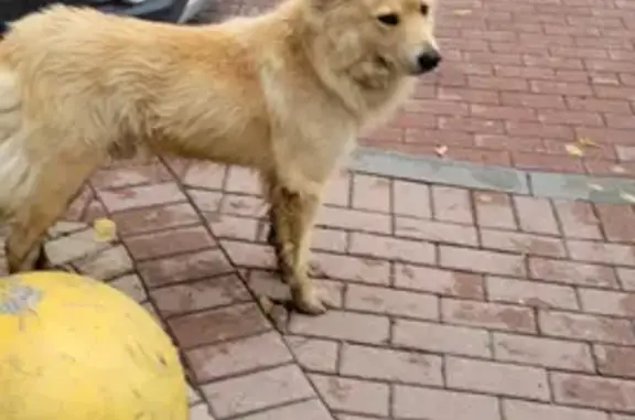 Найдена собака возле бара Лавкрафт на Площади победы 2к1