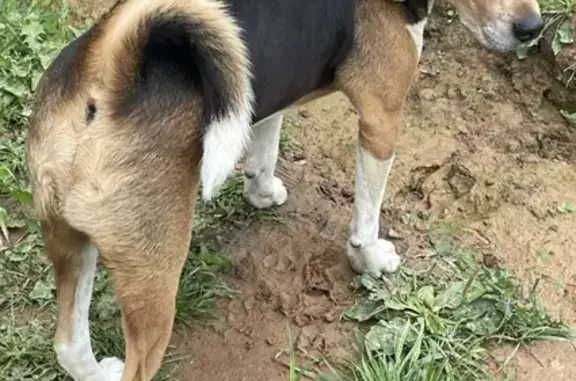 Найдена собака в Бережках, Солнечногорск.