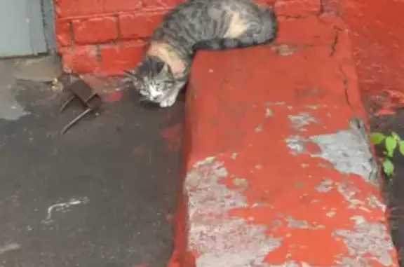 Найдена кошка у Волжского бульвара д46к2 в Москве