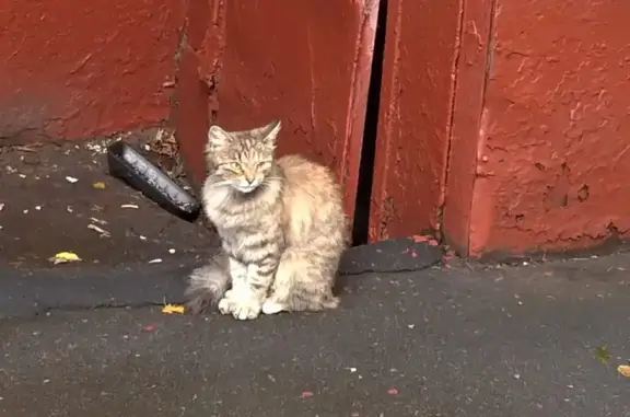 Найдена кошка на 7-й ул. Текстильщиков, Москва