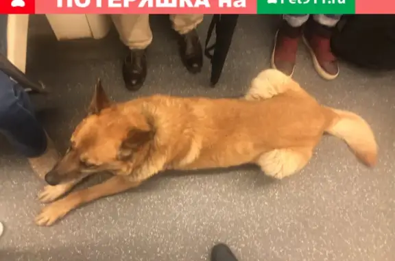 Найдена потерявшаяся собака возле станции метро Нагатинская