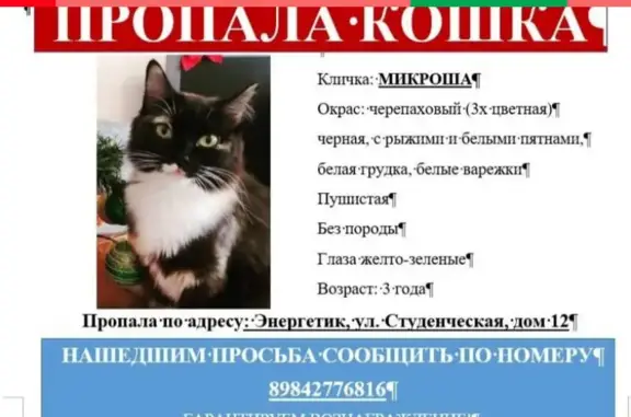 Пропала кошка на Советской улице в Братске