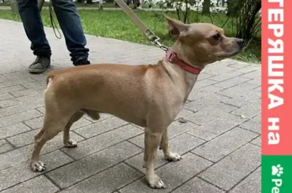 Собака найдена возле метро Войковская
