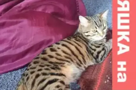 Пропала кошка в Кувекино, возраст 1 год, серый ошейник от клещей.