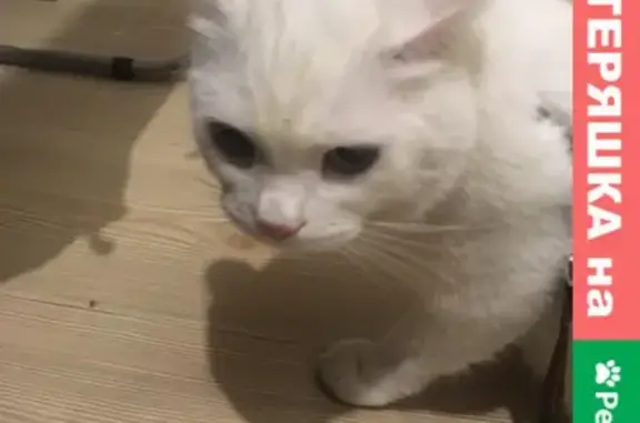 Найден белый кот с ошейником на пр. Седова, Екатеринбург