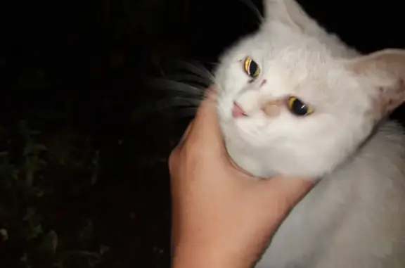 Найден белый кот породы Европейская гладкошерстная в Кузьминках, нужна помощь!