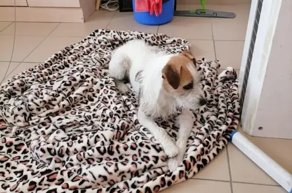 Найдена собака, Калининград, фото: Найдена собака в поселке Дорожный, Калининградская область