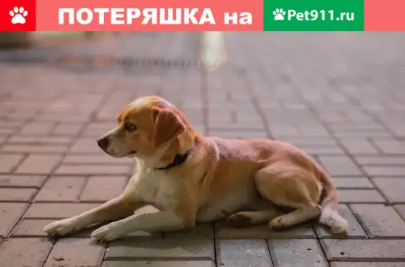Найдена рыжая собака на вокзале Олимпийского парка