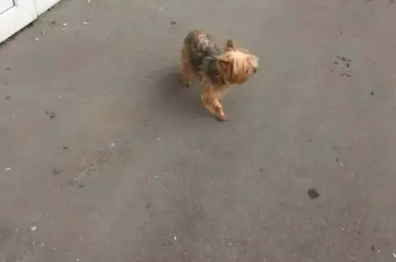 Найдена собака на Ленинградском проспекте, район Динамо