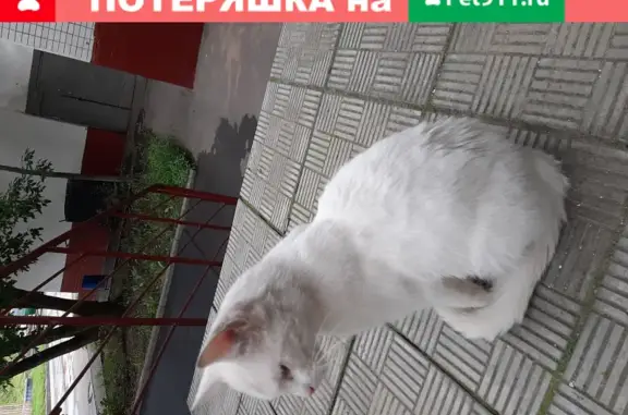 Найдена глухая кошка на Большой Черёмушкинской, 2к5