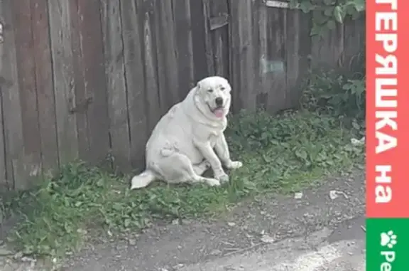 Найдена собака на Дальневосточной улице в Красноярске