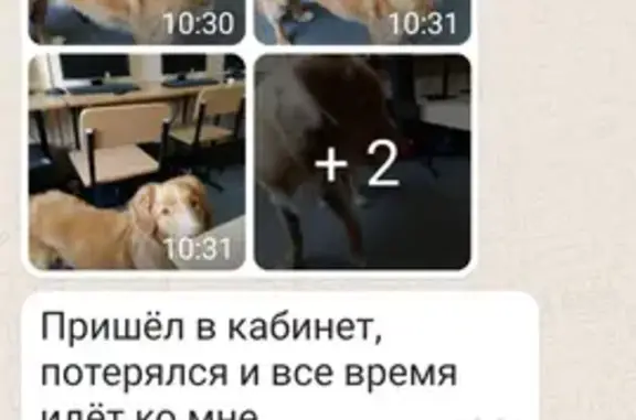 Найдена собака на ул. Озерная 31а в Калининграде