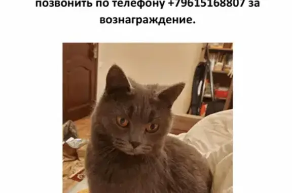 Пропала кошка Джинни, вознаграждение 10к рублей - Краснодарский край, 353823