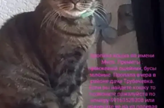Пропала кошка Маруся в Трубачеевке, Московская область
