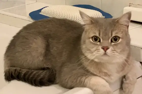 Кошки потеряшки, Ижевск, фото: Потеряшка кот Моня в Ижевске, Биатлон 35