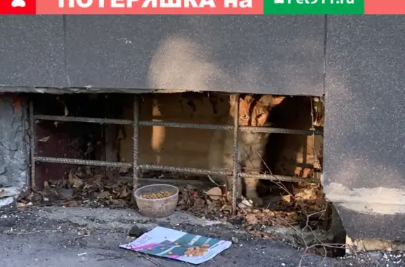 Кошка найдена на Обручева, 37