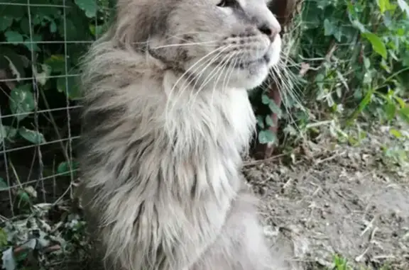 Найден кот в Терновке, ищет дом