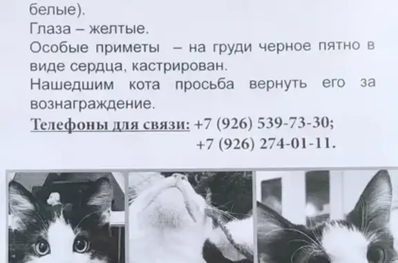 Пропала кошка в СНТ «Аникеевка», Московская область