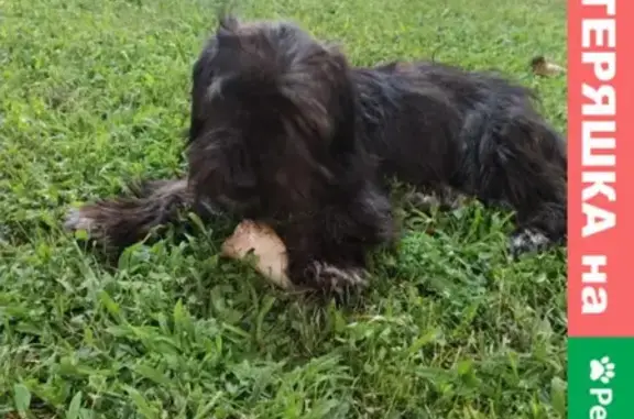 Найдена собака в Пятигорске, Парк цветник, 13 августа.