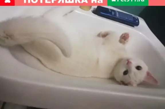 Кошки потеряшки, Санкт-Петербург, фото: Потеряшка кошка на Большевиков 15, СПб