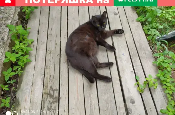 Кошки потеряшки, Казань, фото: Потеряшка кошка Макс на 1-й Владимирской, Казань