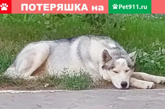 Собака Хаски найдена на Донецкой улице, Оренбург.