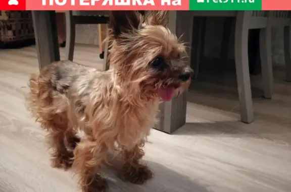 Найдена собака в Стрелино, Солнечногорского района Московской области