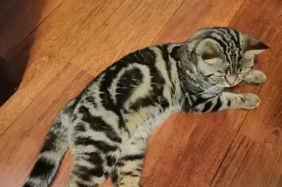 Найден породистый кот в Таргае, нужен хозяин