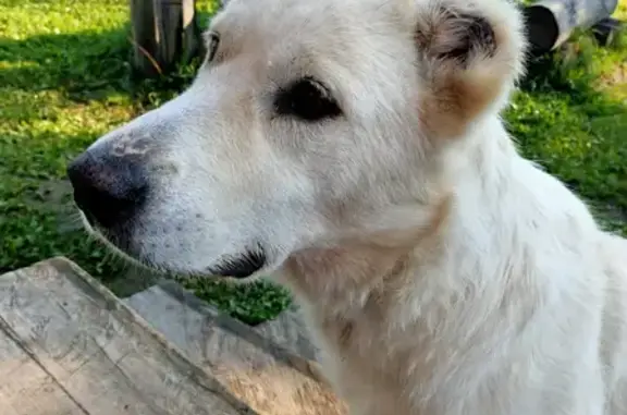 Найдена собака в Выпуково, Сергиево-Посадского района