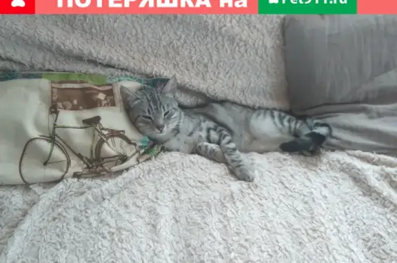 Найден кот в Горном поселке, Пермский край