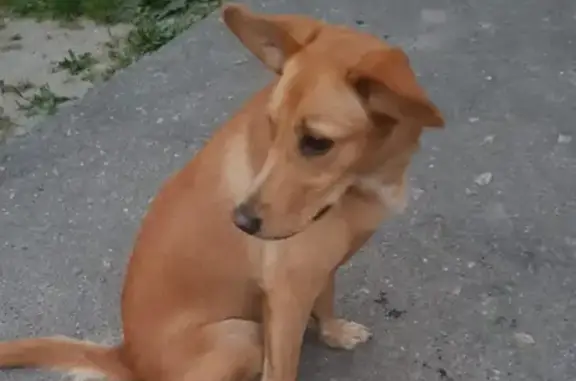 Найдена рыжая собака в Надвоицах