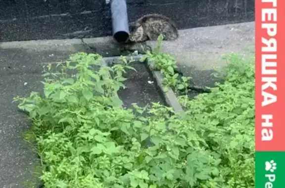 Найдена кошка в Тверском районе Москвы