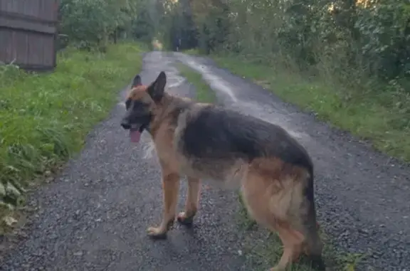 Найдена собака в Зиновкино, Московская область, возраст более 7 лет, окрас рыже-чёрно-подпалый.