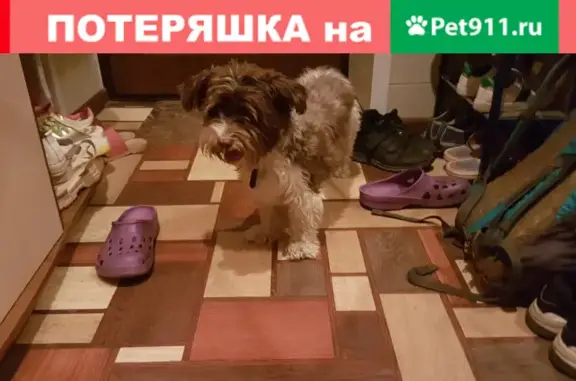 Найдена декоративная собака в Соколе, Владимирская область