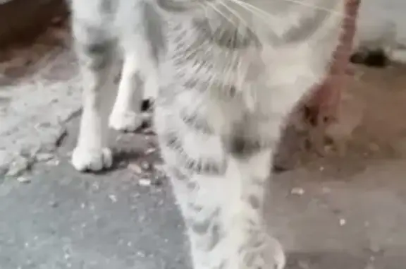 Найдена кошка на Кленовом бульваре, Нагатино