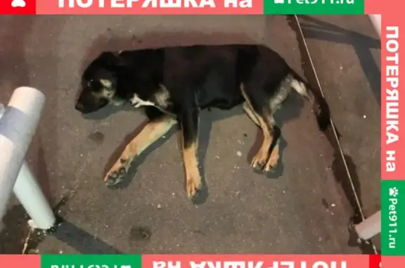 Найдена чёрная собака в мкр Авиаторов, ул Летная д2