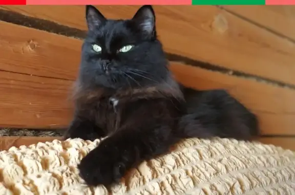 Кошки потеряшки, Казань, фото: Потеряшка кошка Мятка на ул. 4-ая Муромская, Казань