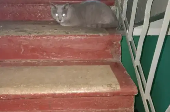 Найдена породистая кошка на ул. Юных Ленинцев 109
