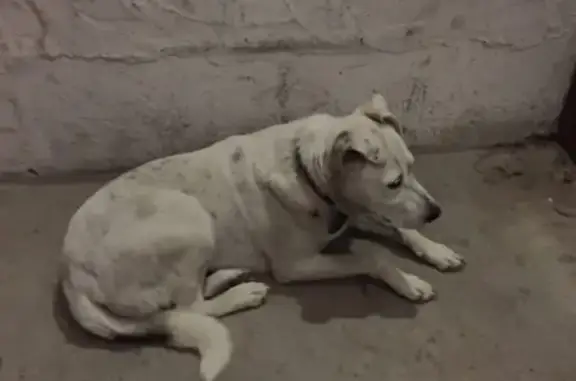 Найдена собака: Рабочий проспект, 56, Кострома