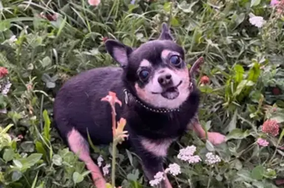 Собаки потеряшки, Чебоксары, фото: Потеряшка собака Буся, ул. 324-й Стрелковой Дивизии, Чебоксары