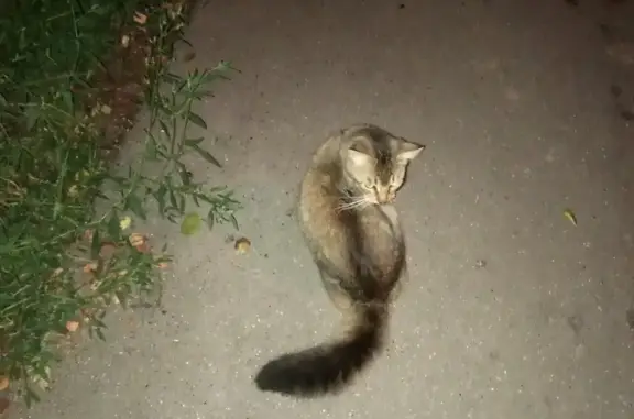 Найдена домашняя кошка на Карамзина