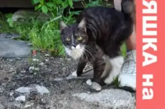 Найдена кошка в Малом Сараево, Московская область