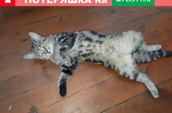 Пропал кот в Новочебоксарске, Волга, 12-13 августа 2021