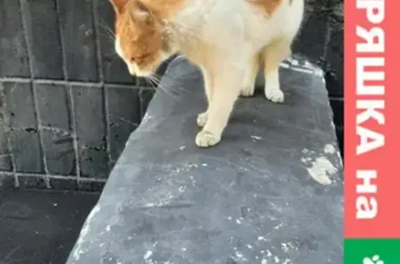 Найдена кошка в Люберцах, ищет дом