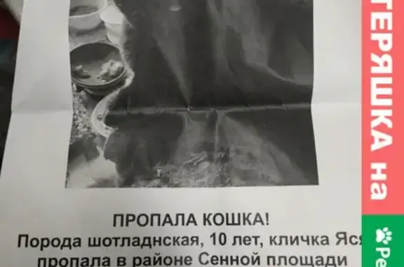 Кошки потеряшки, Санкт-Петербург, фото: Потеряшка кошка Яся на Александровской колонне, СПб.