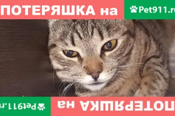 Пропала кошка Ося, метро Беляево