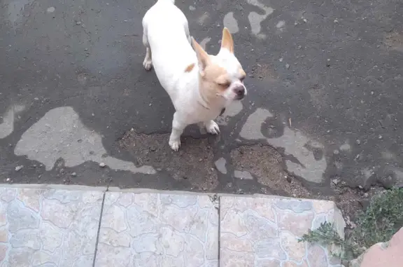 Собака Мальчик на ул. Хиросимы, Волгоград