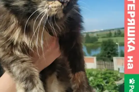Ласковая кошка найдена в Михайловской Слободе, Московская обл.