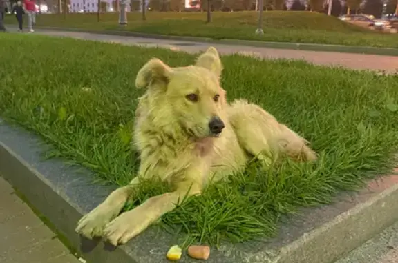 Найдена дружелюбная собака возле Парка Победы