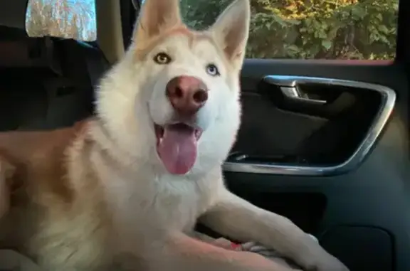 Найдена собака на Пятницком шоссе